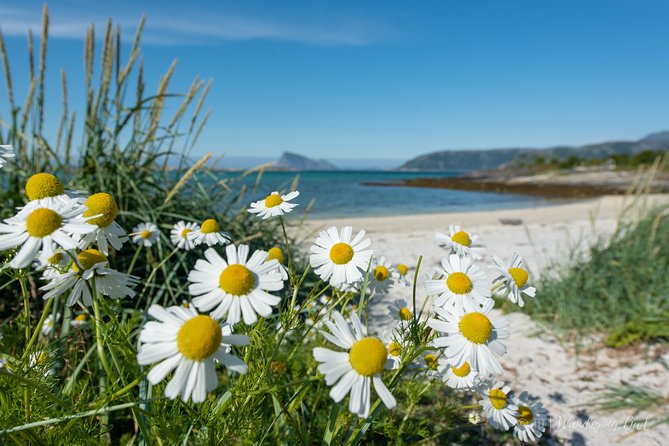 Summer Fjord Road Trip with Citizen Science with Wandering Owl - Value check: is $156.45 worth it for what you get?