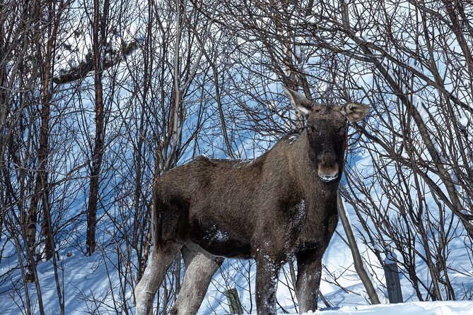 Tour of the authentic fjords of Kvaløya - Sommarøy Village: What You Get When Weather Allows