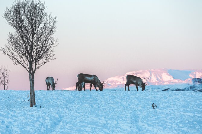 Tour of the authentic fjords of Kvaløya - Lunch, Coffee/Tea, Snacks: More Than a Boxed Meal
