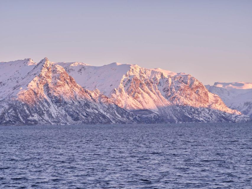 Tromsø: Arctic Fjord Cruise in Polar Landscapes - Price and Value at About $120 for 3.5 Hours