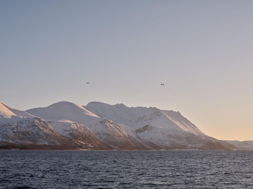 Tromsø: Arctic Fjord Cruise in Polar Landscapes - Warm Inside, Best Views Outside: The Catamaran Comfort Formula