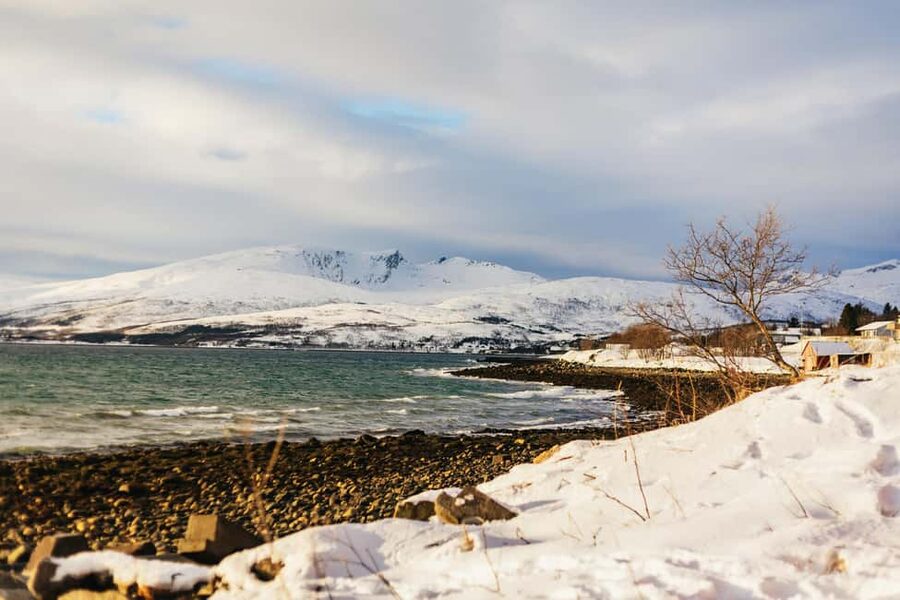 Tromsø: Arctic Landscape and Fjord Tour with Snacks - Wildlife Odds: Reindeer, Seals, Eagles, and Otters