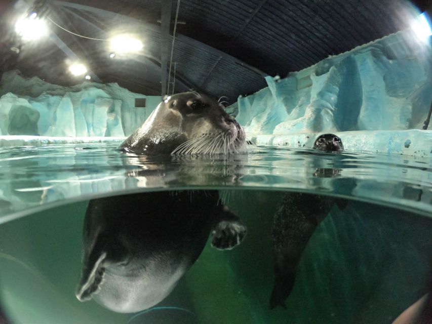 Tromsø: Entrance Ticket to Polaria - Polaria in Tromsø: an Arctic classroom with seals in the front row