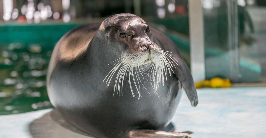 Tromsø: Entrance Ticket to Polaria - Seals up close: bearded seals, harbor seals, and live training