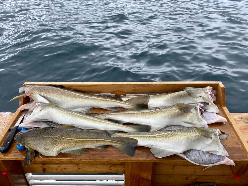 Tromsø: Fjord Fishing Cruise - Key things to know before you go