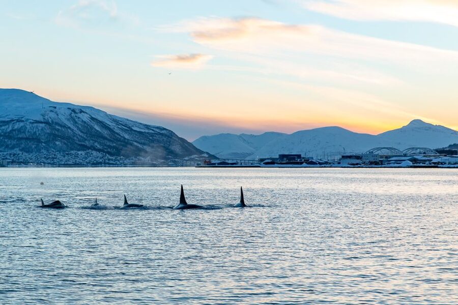 Tromsø: Fjord History Cruise with Snack and Drinks - The 2.5 hours on the Tromsø Sound: what the timing gives you