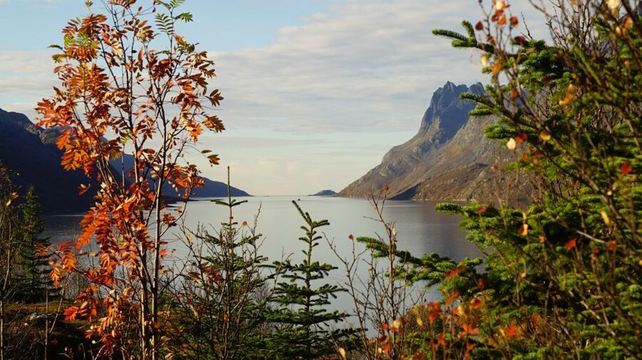 Tromsø: Fjord Sightseeing in a Tesla X Luxury Electric Car - Who this tour is for (and who should skip it)