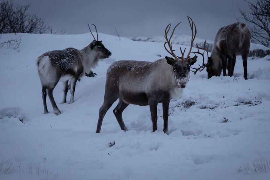 Tromsø: Fjords & Beaches Tour with Campfire and Arctic Food - The food ritual: fresh chai, reindeer sausage, and vegan-friendly Arctic comfort