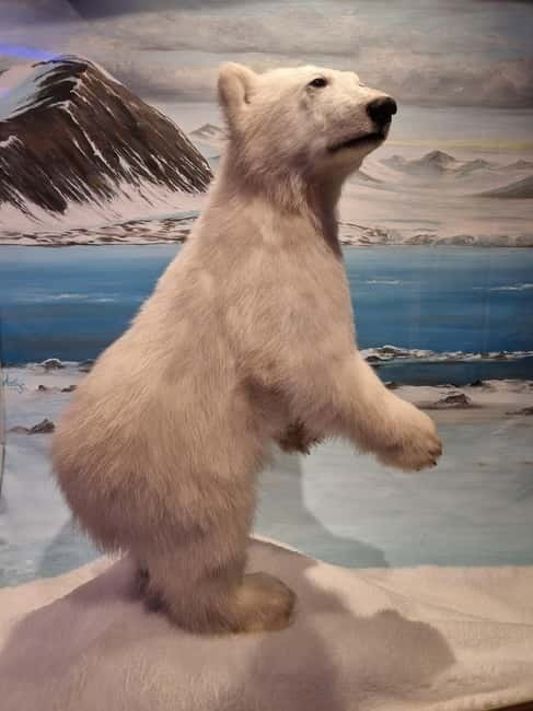 Tromsø: Guided Polar Bear Walk incl. Polaria & Polar Museum - Starting at Tromsø Cathedral: Your Walk Begins With a Story