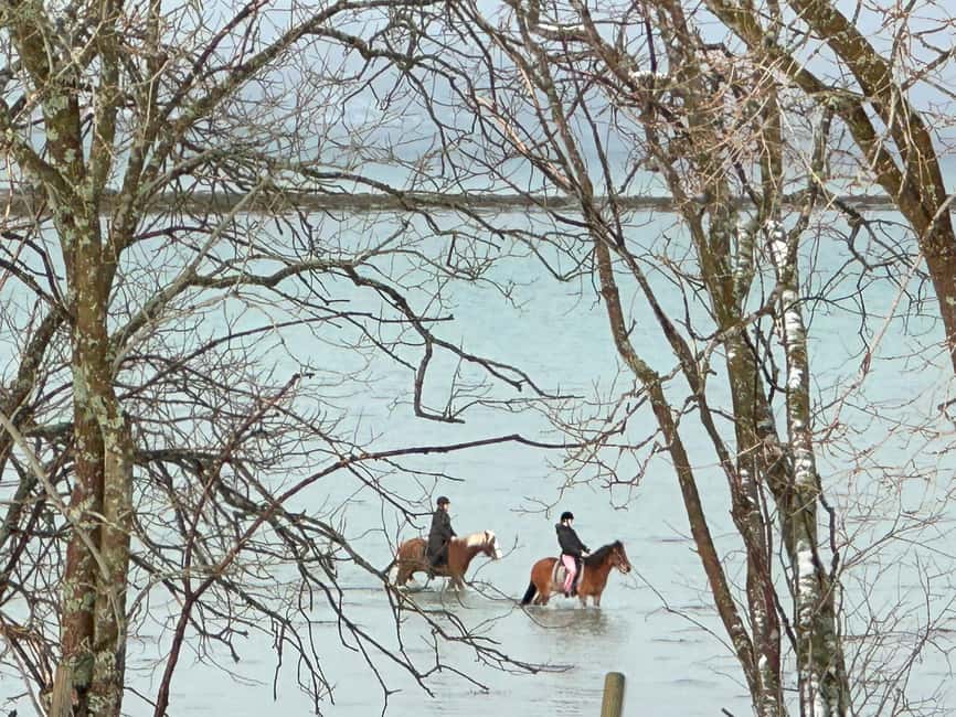 Tromsø: Horseback Riding Tour - The 60–75 minutes of riding: tides, sea views, and moose luck