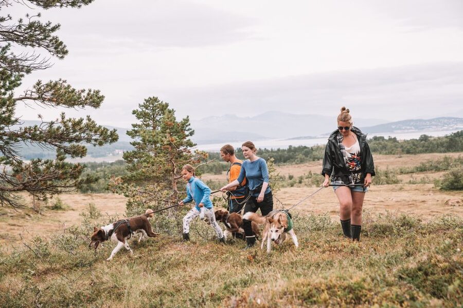 Tromsø: Husky Hike and Puppy Visit with Traditional Lunch - Quick hits before you go
