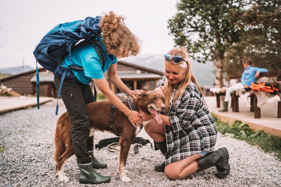 Tromsø: Husky Hike and Puppy Visit with Traditional Lunch - Wildlife Chances and Why Guides Add Real Value Here