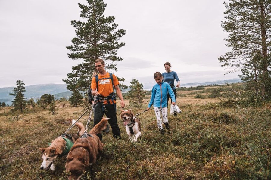 Tromsø: Husky Hike and Puppy Visit with Traditional Lunch - The Hike: Fjords, Fjell Views, and Matching Huskies Pace (Yes, They Pull)