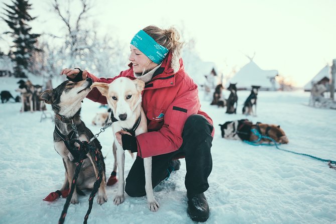 Tromso Husky Self-Drive Sledding with Cake and Drink in Lavvu - Key things that make this husky sled ride special