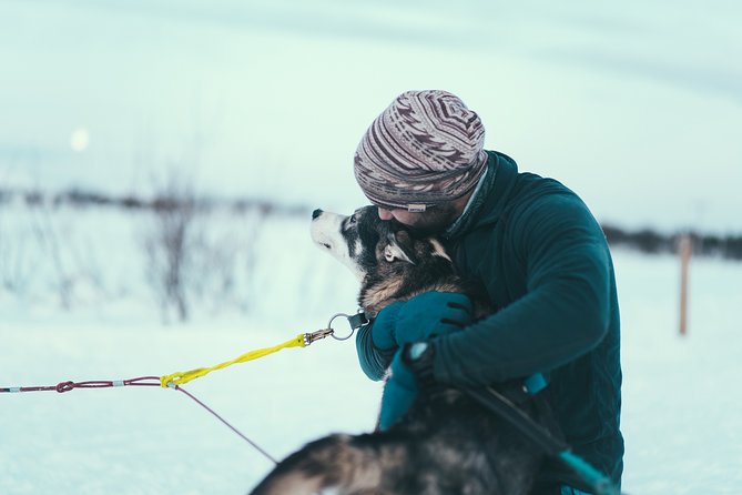 Tromso Husky Self-Drive Sledding with Cake and Drink in Lavvu - From Tromsø pickup to the kennel: what your morning (or afternoon) really looks like