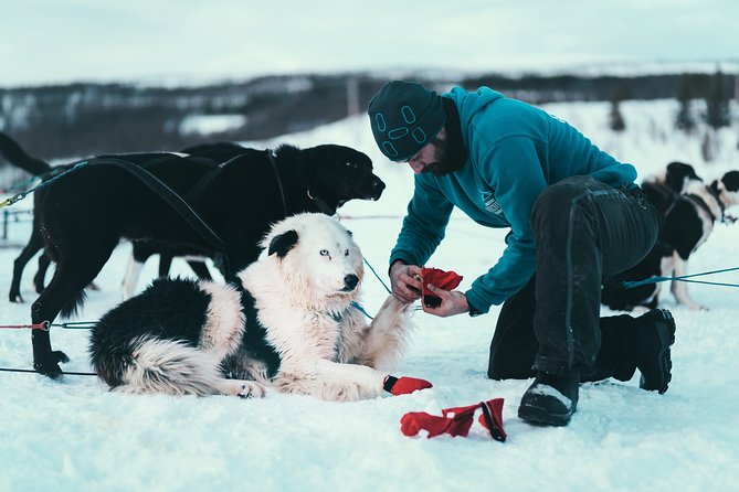 Tromso Husky Self-Drive Sledding with Cake and Drink in Lavvu - Warm up in the lavvu: cake, hot drink, and real dog questions