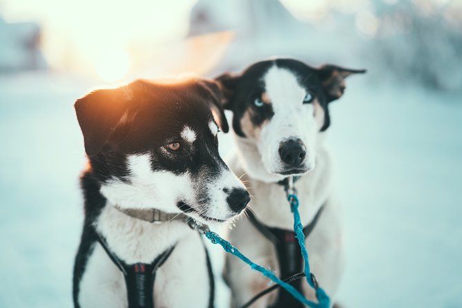 Tromso Husky Self-Drive Sledding with Cake and Drink in Lavvu - Price and value: is $361.68 worth it for 4 hours?