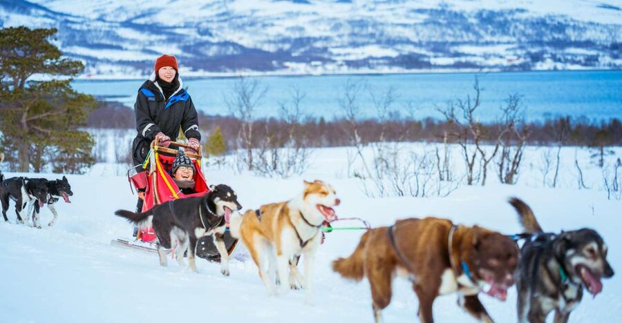 Tromsø: Husky Sled Self-Drive with Traditional Lunch - Key highlights to look for