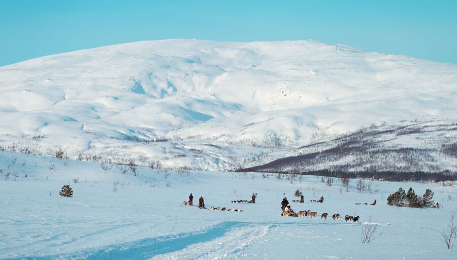 Tromsø: Husky Sled Self-Drive with Traditional Lunch - First taste of mushing: what makes this Tromsø dog sled outing special