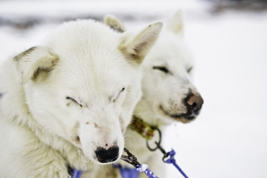 Tromsø: Husky Sled Self-Drive with Traditional Lunch - Gear, safety, and the quick lesson that makes self-driving possible