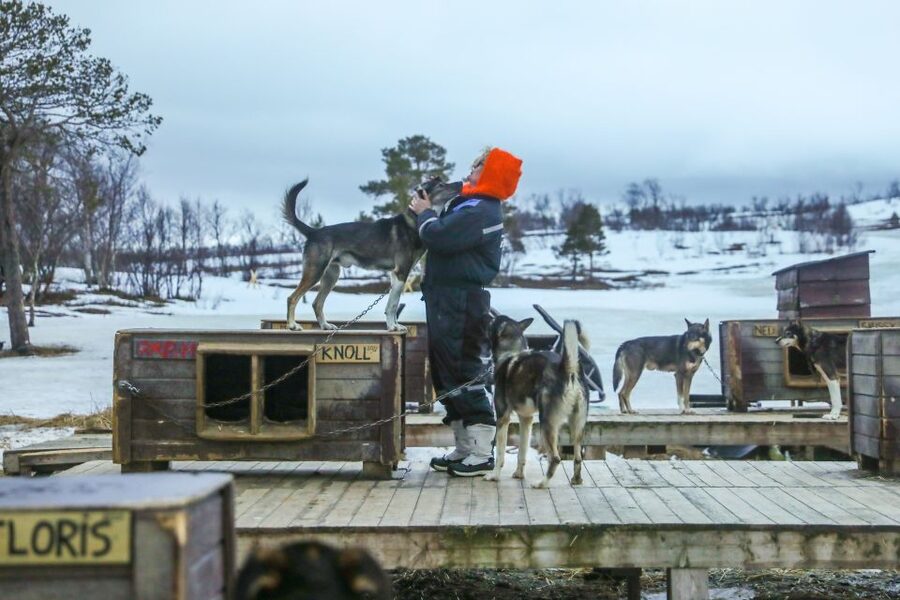Tromsø: Husky Sled Self-Drive with Traditional Lunch - Warm-up time is part of the tour: Bidos, Gamme-hut comfort, and chocolate cake