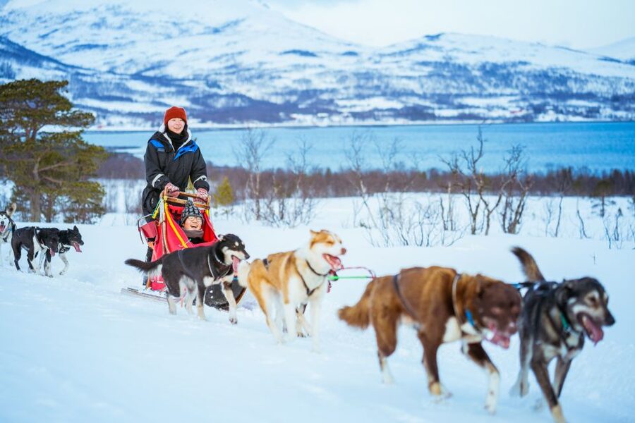 Tromsø: Husky Sled Self-Drive with Traditional Lunch - Who this is best for (and who should skip it)