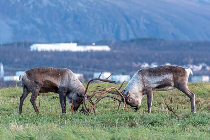 Tromsø: Kvaløya & Sommarøy Guided Fjord Tour with Lunch - Key Highlights You’ll Care About