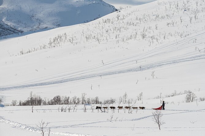 Tromsø: Kvaløya & Sommarøy Guided Fjord Tour with Lunch - Wildlife Spotting Energy: Why Guides’ Eyes Matter