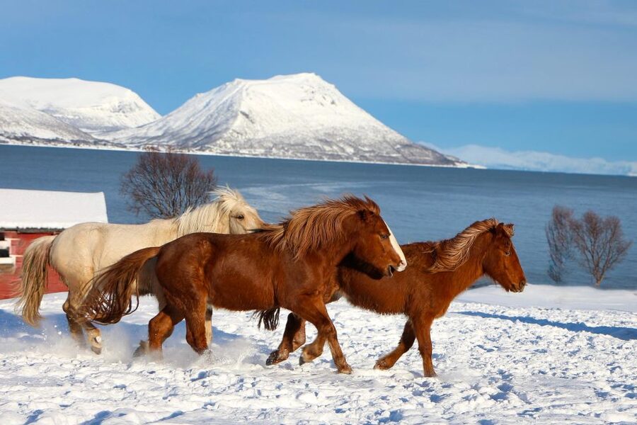 Tromsø: Lyngen Horse Stud Farm Visit - Key things to know before you go