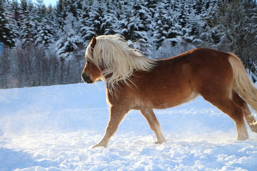 Tromsø: Lyngen Horse Stud Farm Visit - Arriving at Tromsø Lyngshest: what the meeting is really like