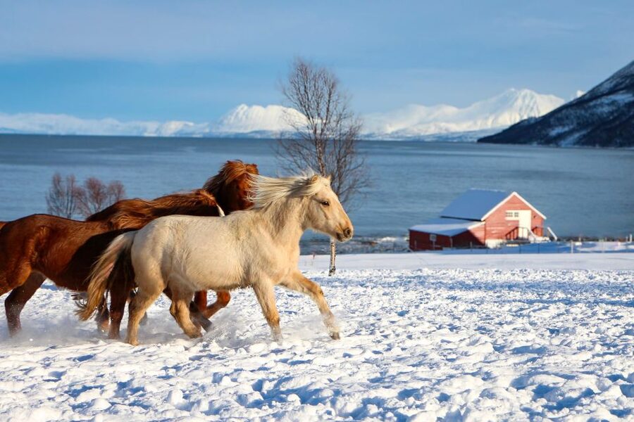 Tromsø: Lyngen Horse Stud Farm Visit - The Lyngen story you’ll actually remember: from local use to WWII