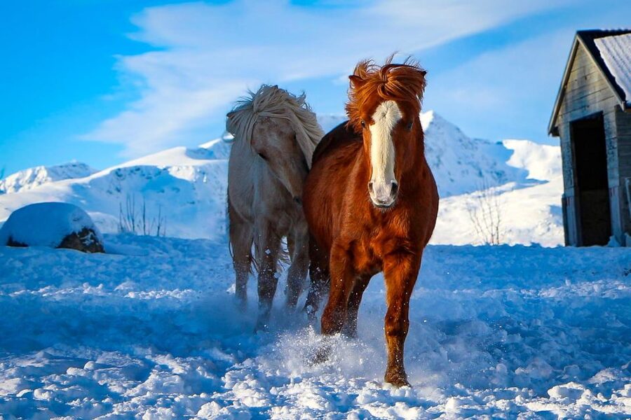 Tromsø: Lyngen Horse Stud Farm Visit - Optional horse riding: your weather-based decision