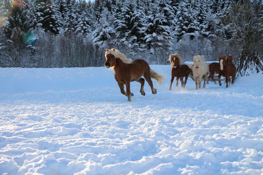 Tromsø: Lyngen Horse Stud Farm Visit - Should you book Tromsø Lyngshest?