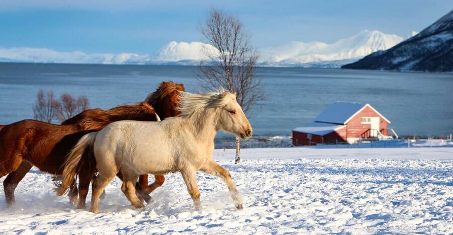 Tromsø: Lyngen Horse Stud Farm Visit - Meet the horses: mares, stallions, and playful youngsters