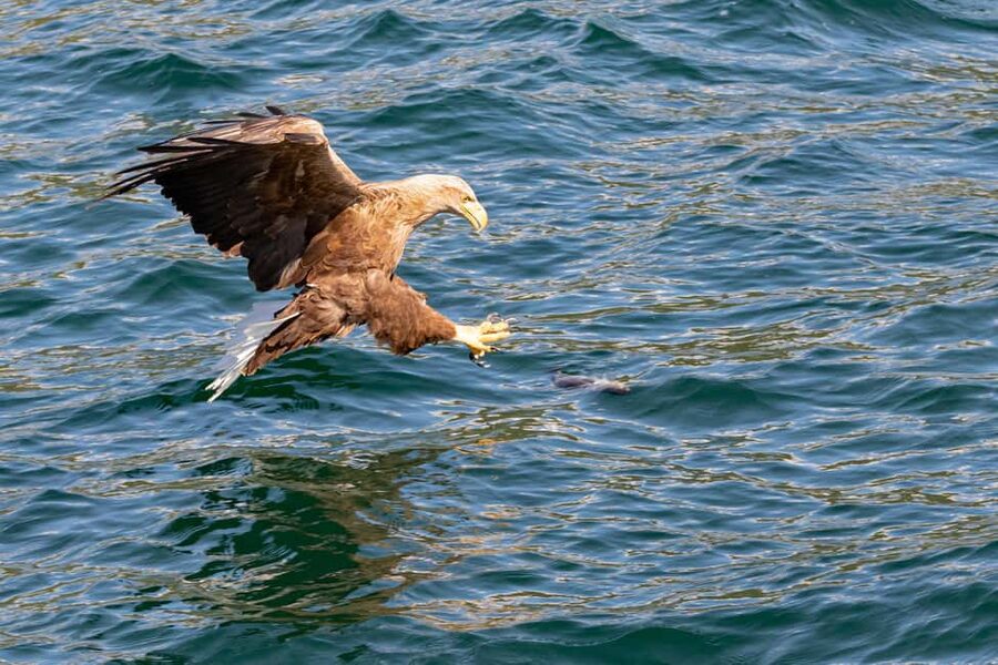 Tromsø: Midnight Sightseeing Cruise All-Inclusive - The 8:00 PM Start and How a 5-Hour Cruise Typically Flows