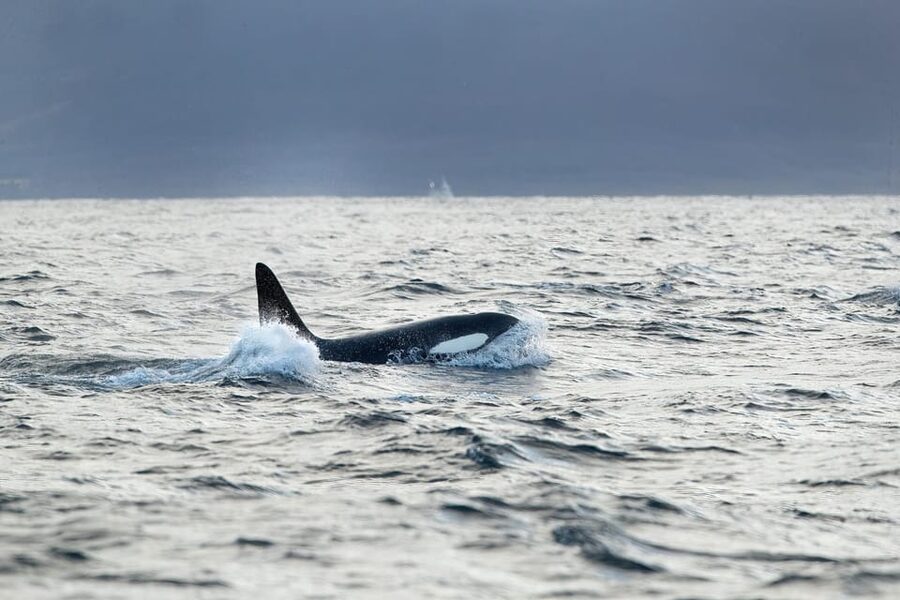Tromsø: Orca and Whale Watching comfort heated boat Trip - Key Things I’d Mark on Your Map Before You Go