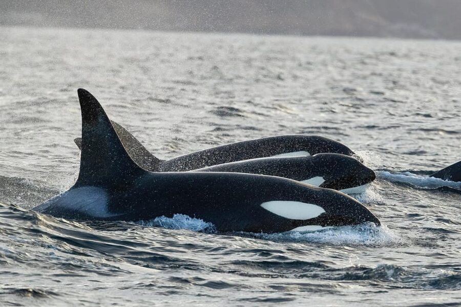 Tromsø: Orca and Whale Watching comfort heated boat Trip - Skjervøy Waters: Why This Search Focuses on Orcas and More