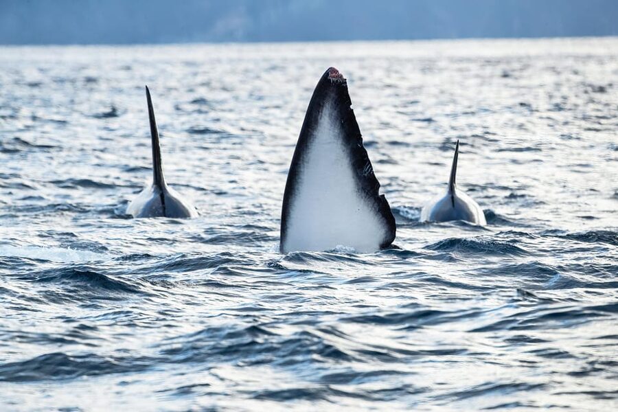 Tromsø: Orca and Whale Watching comfort heated boat Trip - The Heated Boat and Photo Terrace: Comfort That Improves Your Results