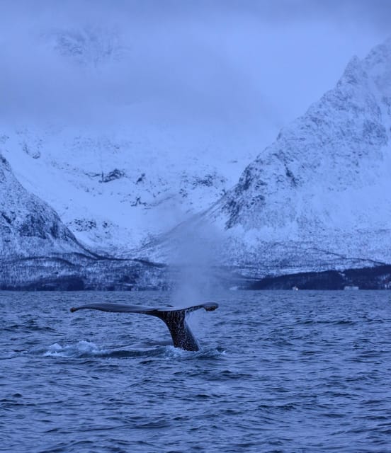 Tromsø: Orca and Whale Watching comfort heated boat Trip - The Whale-Watching Block: How the 3 Hours on Water Plays Out