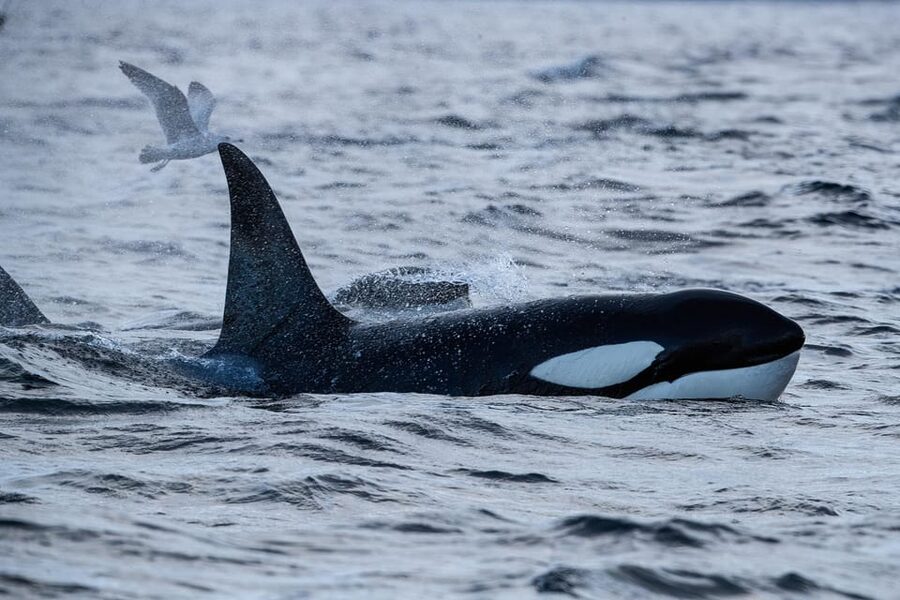 Tromsø: Orca and Whale Watching comfort heated boat Trip - Photography Tips for Arctic Conditions: What to Do With Your Camera