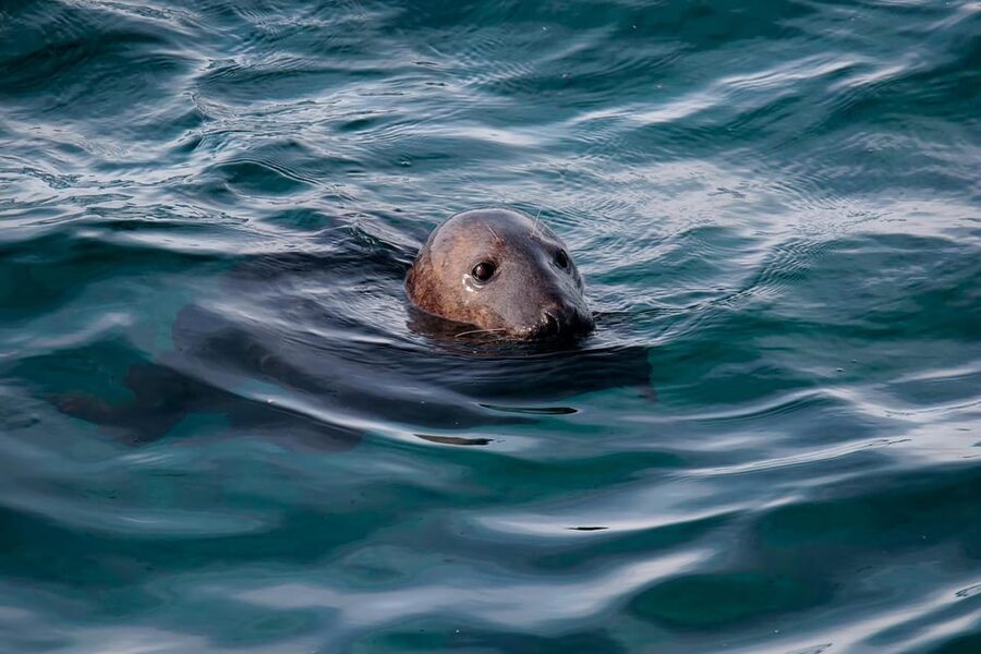 Tromsø: Orca and Whale Watching comfort heated boat Trip - Small Group Size and Guide Support: Why It Feels Personal