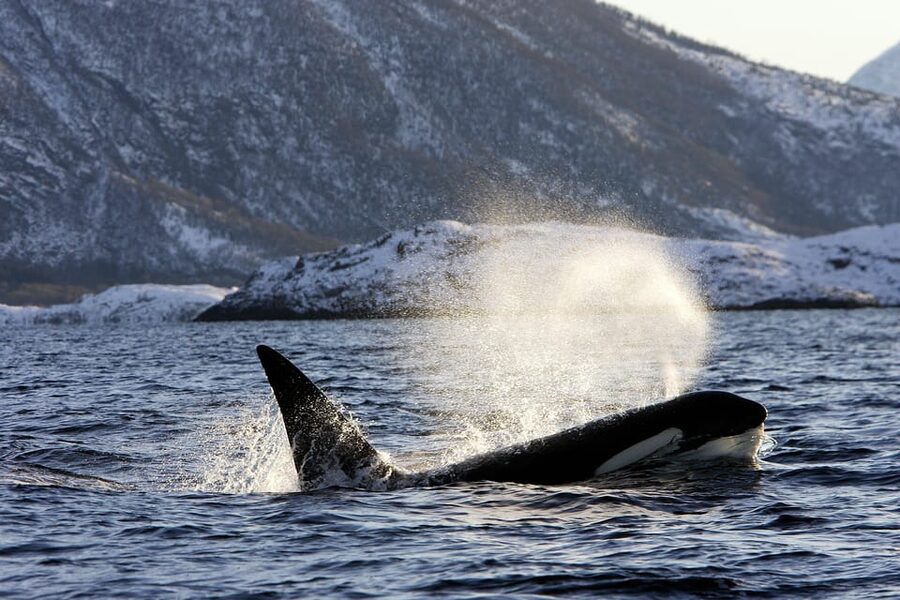 Tromsø: Orca and Whale Watching comfort heated boat Trip - Price and Value: Is $373 Reasonable for This Arctic Setup?