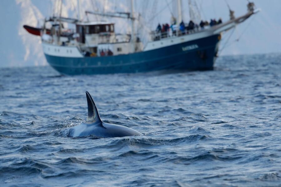 Tromsø: Orca and Whale Watching comfort heated boat Trip - The 12-Hour Route From Tromsø to the Pier: What Those Transfers Really Mean