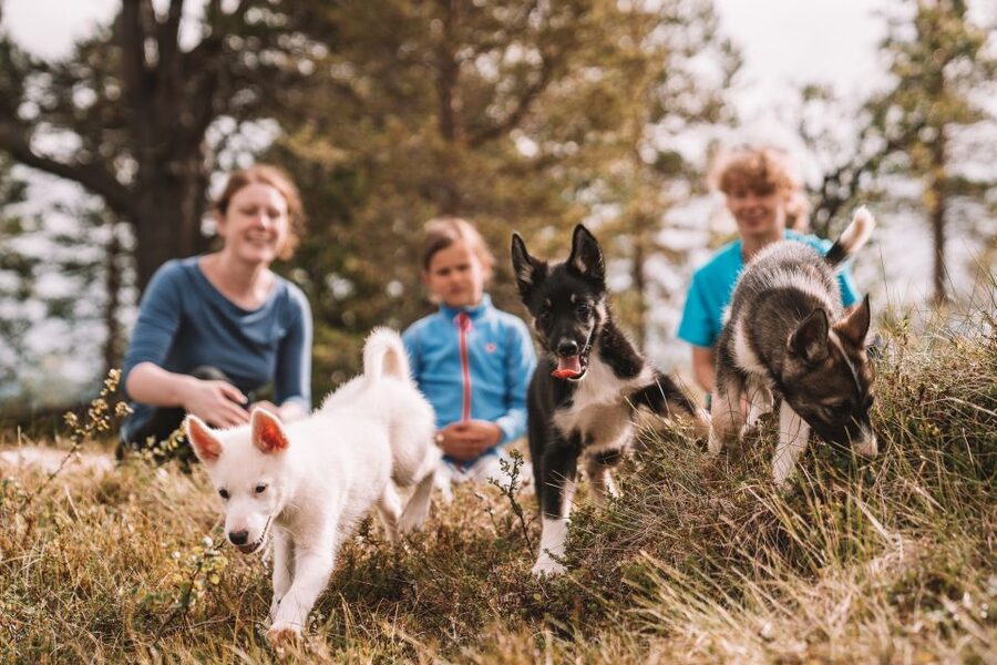 Tromsø: Puppy Training at the Husky Kennel with Lunch - Who this tour suits best (and who should think twice)