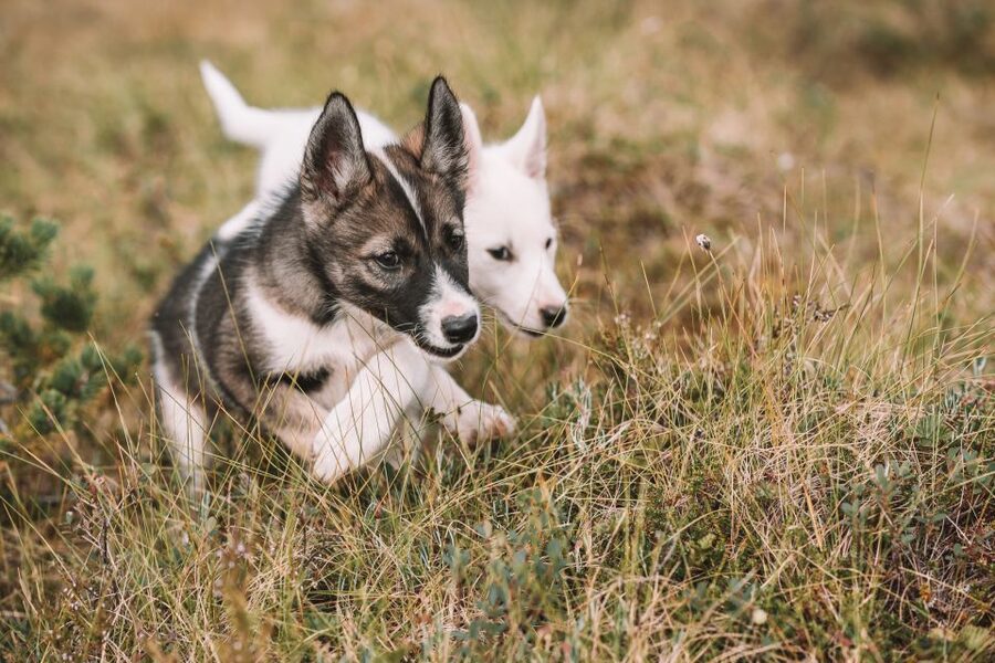 Tromsø: Puppy Training at the Husky Kennel with Lunch - How the 270-minute schedule actually feels