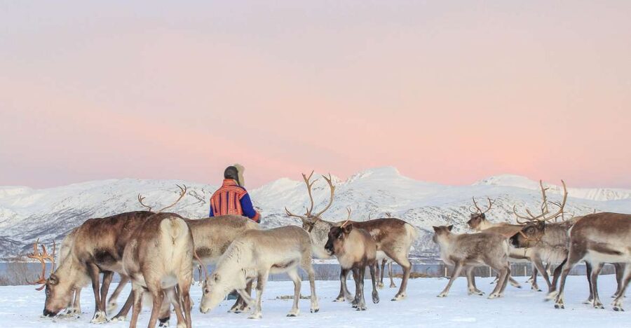 Tromsø: Reindeer Camp and Sami Cultural Tour with Lunch - Key Highlights You’ll Actually Feel