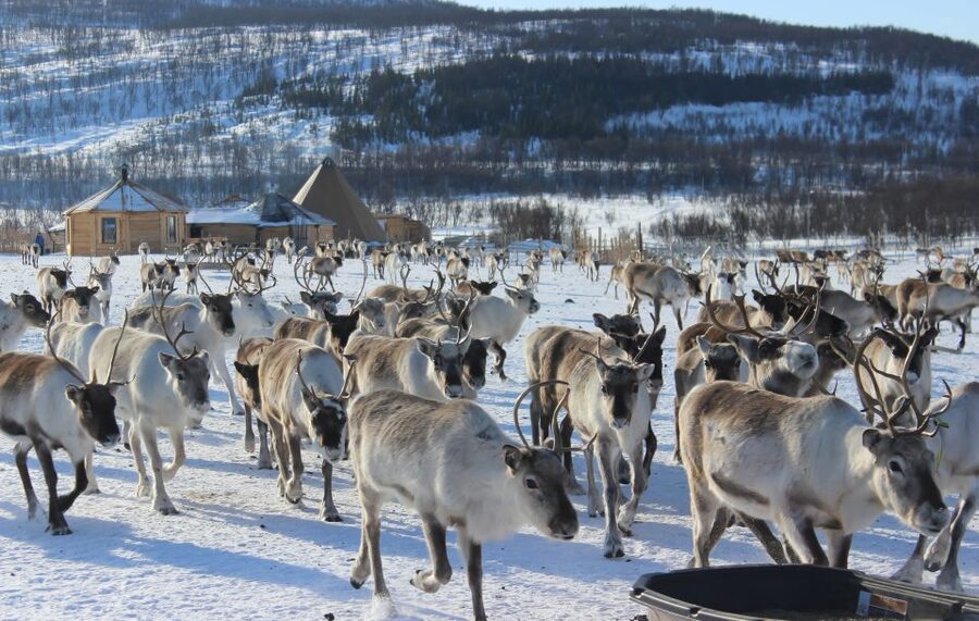 Tromsø: Reindeer Camp and Sami Cultural Tour with Lunch - Hand-Feeding 250–300 Reindeer: How to Stay Safe and Get Great Photos