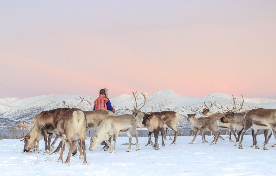 Tromsø: Reindeer Camp and Sami Cultural Tour with Lunch - Price and Value: Is $141 Worth Four Hours in the Arctic?