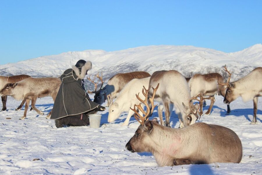 Tromsø: Reindeer Camp and Sami Cultural Tour with Lunch - Walking Up to the Huts: Cold Weather Tips That Matter
