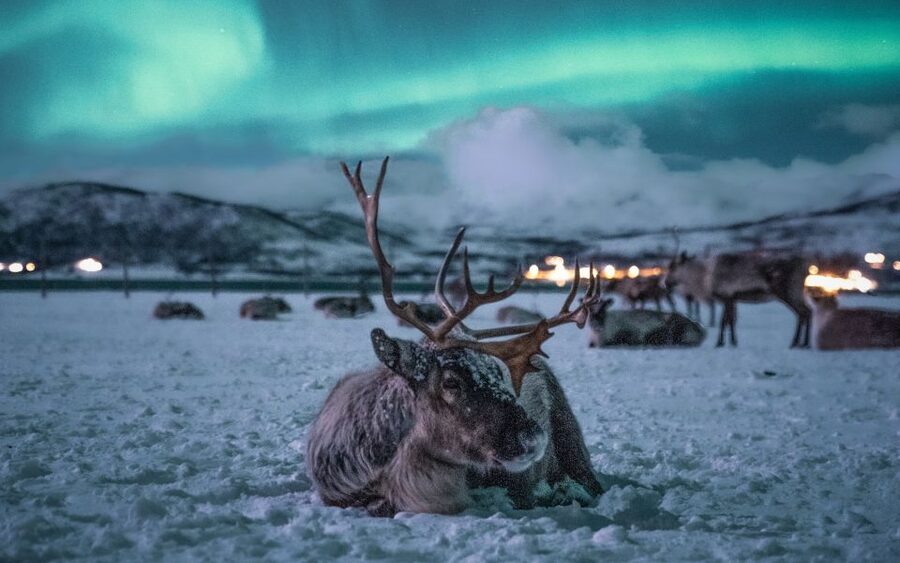 Tromsø: Reindeer Camp Dinner with Chance of Northern Lights - The ride north: getting out of Tromsø without losing the night